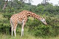 * Nomination Northern giraffe (Giraffa camelopardalis), Lake Mburo National Park, Uganda --Poco a poco 15:42, 22 May 2024 (UTC) * Promotion  Support Good quality. --Skander zarrad 16:07, 22 May 2024 (UTC)