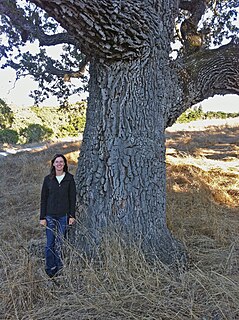 Arastradero Creek