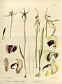 Caladenia clavigera volume 3 pt. 2 plate 122 left in: Joseph Dalton Hooker Flora Antarctica - vol. 3 pt. 2 (Orchidaceae) (1860)
