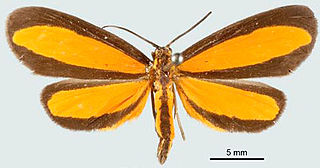 <i>Josia oribia</i> Species of moth