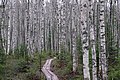 * Nomination Birch forest near Lake Joutsijärvi, Kullaa, Finland. --Kallerna 05:22, 15 May 2020 (UTC) * Promotion  Support Good quality. --Andrew J.Kurbiko 13:24, 15 May 2020 (UTC)