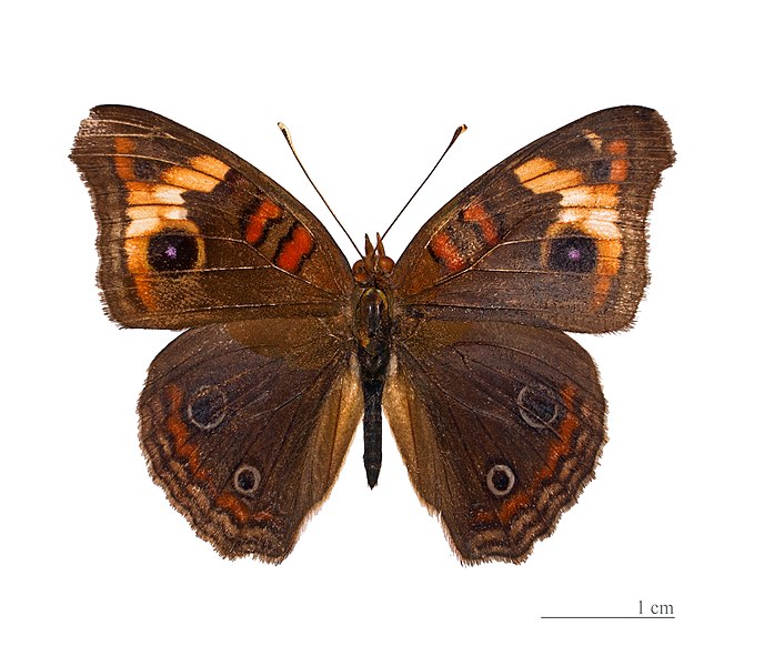 File:Junonia genoveva genoveva MHNT dos.jpg