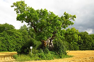 <span class="mw-page-title-main">Kavandi</span> Village in Estonia