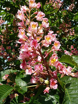 Fortune Salaire Mensuel de Aesculus X Carnea Combien gagne t il d argent ? 10 000,00 euros mensuels