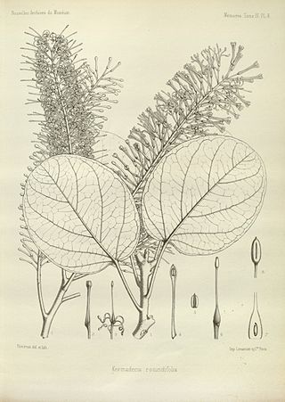 <i>Kermadecia</i> Genus of plants in the family Proteaceae endemic to New Caledonia