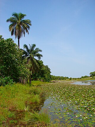 <span class="mw-page-title-main">Kiang West National Park</span> National park in the Gambia