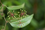 Miniatura para Smilax bracteata