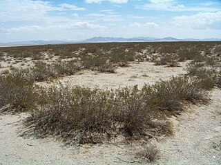 <span class="mw-page-title-main">King Clone</span> Ancient clonal colony of creosote bush in the Mojave Desert