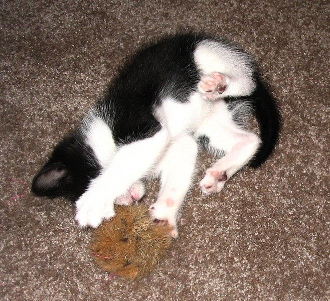 File:Kitten playing with furball overhead.jpg