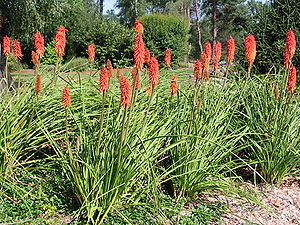 Kniphofia thomsonii.