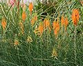 Kniphofia triangularis