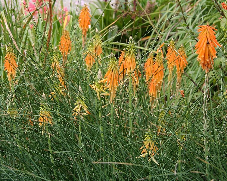 File:Kniphofia triangularis02.jpg