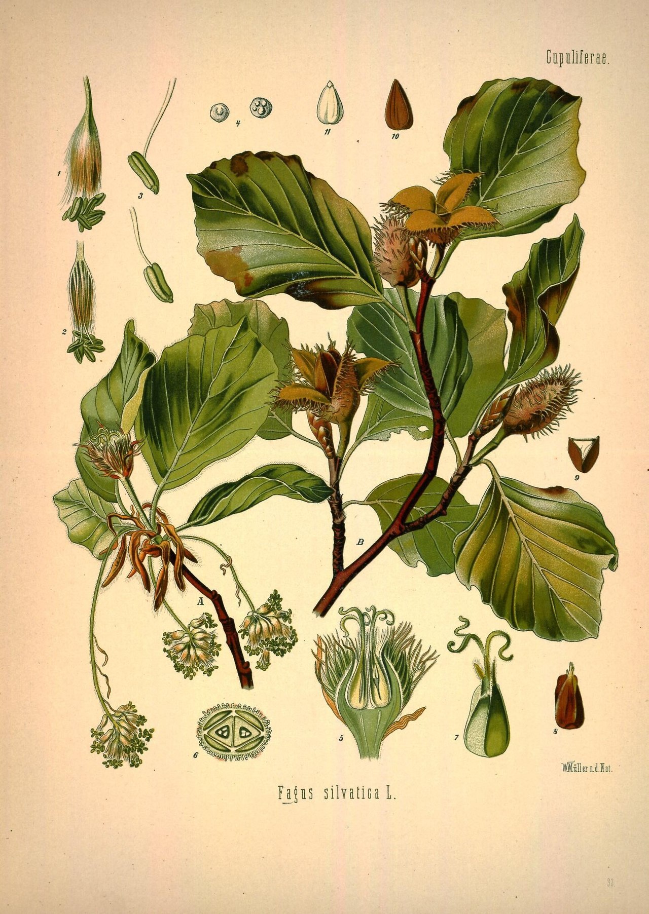 Fagus orientalis Ботанический атлас
