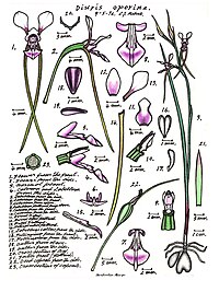 plate 035 Diuris oporina