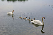 Čeština: Labutí pár se čtyřmi mladými, Chomoutovské jezero, okres Olomouc