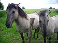 Chevaux du domaine