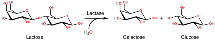 Lactase.png