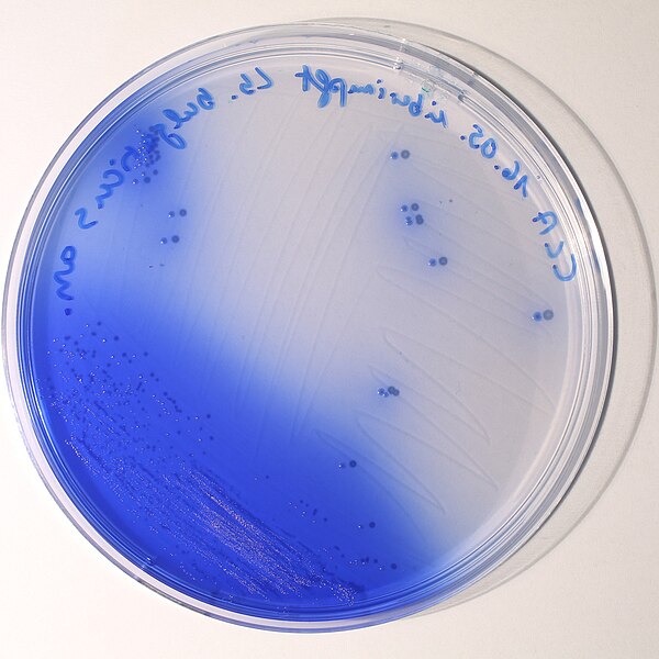 File:Lactobacillus bulgaricus colonies 05.jpg
