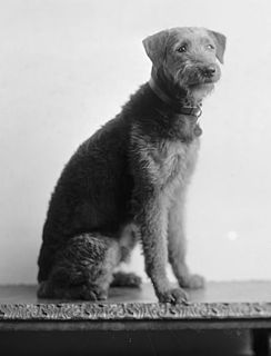 Laddie Boy Airedale Terrier owned by Warren G. Harding