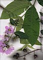 Feuilles et inflorescences.