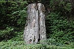 Large petrified wood of Nesori.jpg