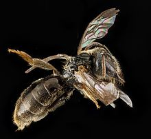 Lasioglossum lionotum f.jpg