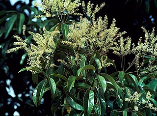 <i>Lasjia whelanii</i> Species of plant in the family Proteaceae