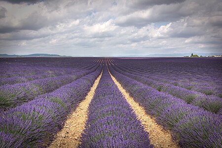 Tập_tin:Lavender_stripes_somewhere_between_Valensole_and_Moustiers-Sainte-Marie_-_Provence,_France_-_30_June_2014.jpg