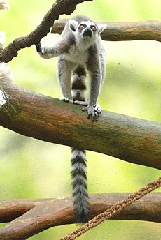 Lemur.catta-02-ZOO.Dvur.Kralove.jpg