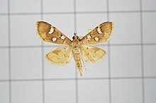 Lepidoptera V32-20170916-136 (26137556869).jpg