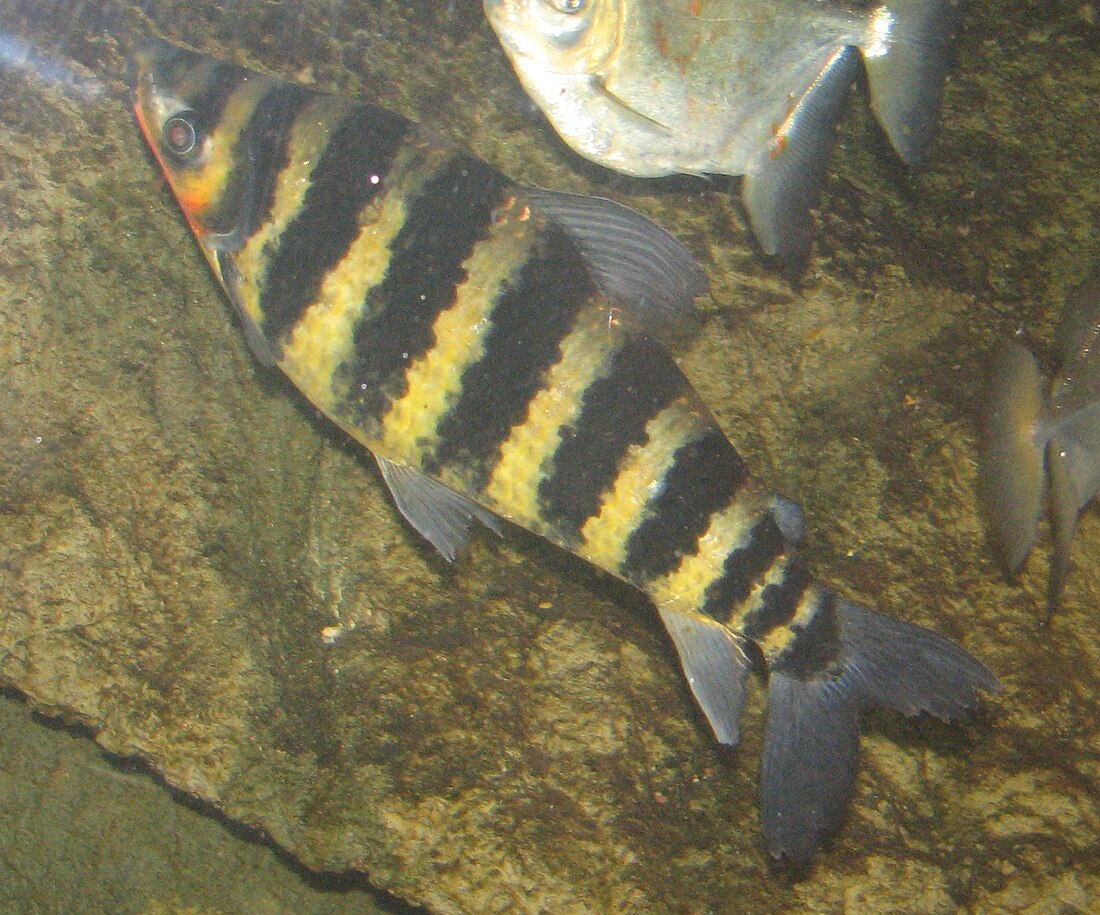 Leporinus fasciatus