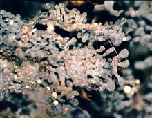 A herbarium specimen of the lichen Leptogium cyanescens, magnifed 40X, with lobule-shaped isidia. Leptogium cyanescens-5.jpg