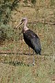 * Nomination Leptoptilos crumenifer (Marabou stork), Réserve Africaine de Sigean, France --Llez 05:51, 28 November 2019 (UTC) * Promotion Background is a bit disturbing. But good enough for me in photo.--Famberhorst 06:31, 28 November 2019 (UTC)