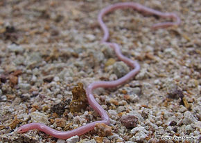 Leptotyphlops macrorhynchus.jpeg görüntüsünün açıklaması.