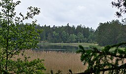 Sjön sedd norrifrån. "Träsk" är en bra benämning då sjön är relativt svårtillgänglig.