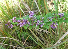 Lespedeza violacea.jpg