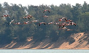 Lesser Flamingos I3 - Chilika IMG 9295.jpg