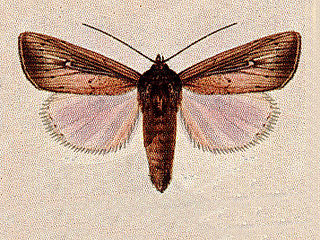 <i>Leucania latiuscula</i> species of insect