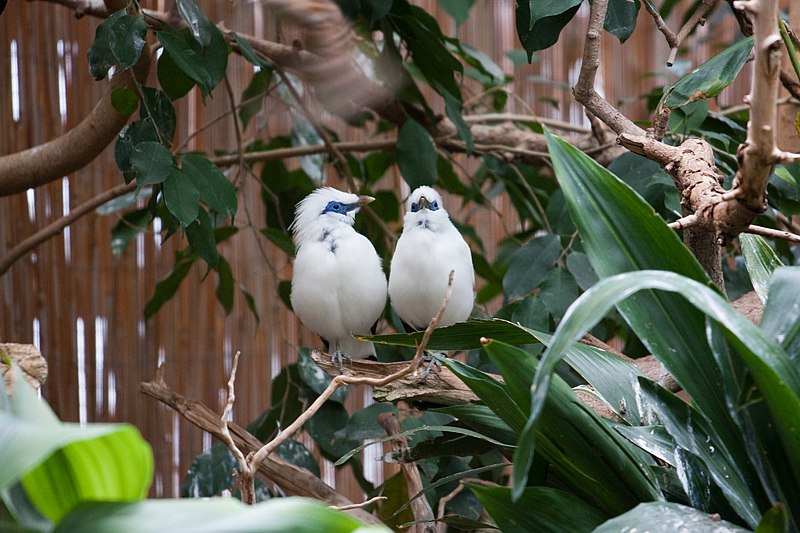 File:Leucopsar rothschildi -Wilhelma Zoo, Stuttgart, Germany-8a.jpg