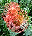 Leucospermum cordifolium