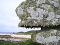 Image 17 Lichen covered rocks (from Marine fungi)