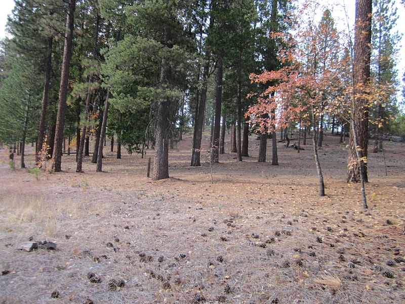 File:Lighter fuels are evident around this Hwy. 120 fuel break (1) (18614549822).jpg