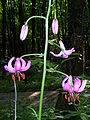 Lilium martagon.JPG