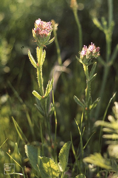 File:Limonium sinuatum. Winged sea lavender. Kenitra (37756476621).jpg