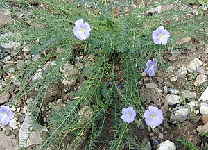 Linum-perenne-habit.JPG