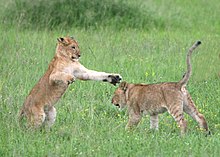 Cachorros de león jugando en el Serengueti.