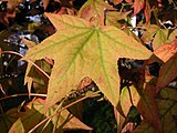 Liquidambar styraciflua, or sweetgum.