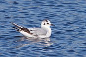 Little Gull (Hydrocoloeus minutus) (13667531913).jpg