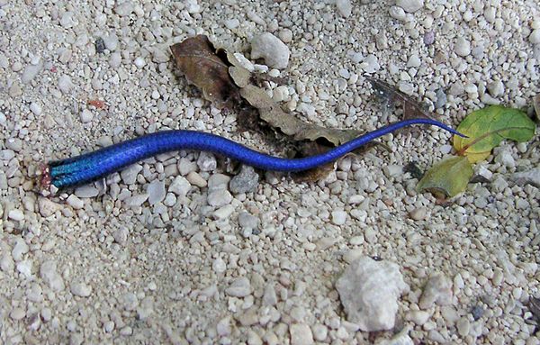 A lizard tail shed by autotomy