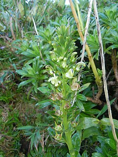 Description de l'image Lobelia stricta.JPG.